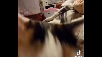 Gatos para dejar el porno