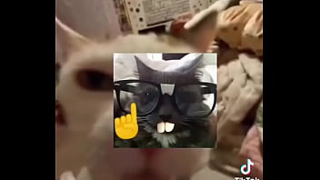 Gatos para dejar el porno