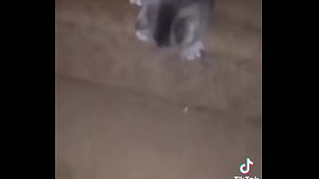 Gatos para dejar el porno