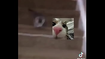 Gatos para dejar el porno