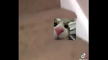 Gatos Para Dejar El Porno thumbnail