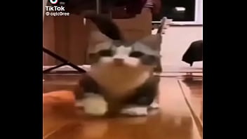 Gatos para dejar el porno