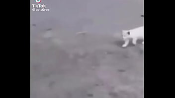 Gatos para dejar el porno