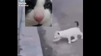 Gatos Para Dejar El Porno thumbnail