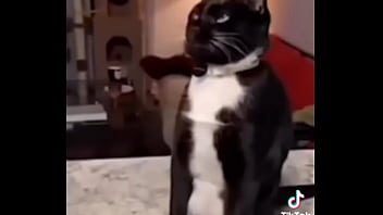 Gatos para dejar el porno Gatos para dejar el porno