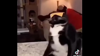 Gatos para dejar el porno