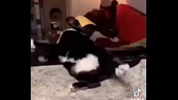 Gatos para dejar el porno