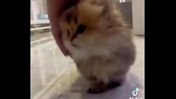 Gatos para dejar el porno