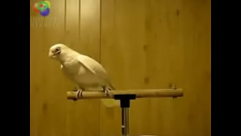 Bird loves egyptian music 0001