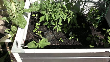 Nz milf slut pees on plants in the garden bed for better growth Nz milf slut pees on plants in the garden bed for better growth