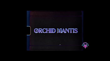 Orchid mantis s2