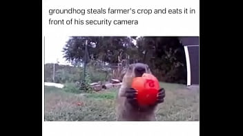 Furry absolutely fucks farmer over