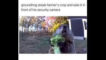 Furry absolutely fucks farmer over