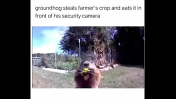 Furry absolutely fucks farmer over