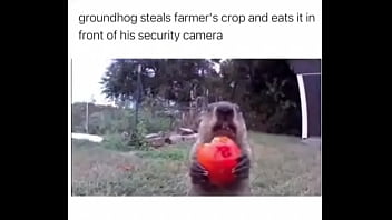 Furry absolutely fucks farmer over
