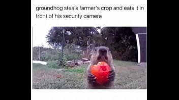 Furry absolutely fucks farmer over