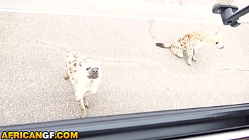 Big fat booty ebony hottie slammed rough by hung euro tourist in wild safari vacation