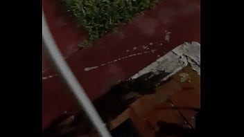 Cat in the hat with a big duck goose