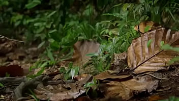 Pepitogalaxy chat content #127 videoplayback small may 16 2024