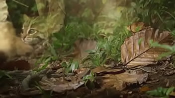 Pepitogalaxy chat content #127 videoplayback small may 16 2024