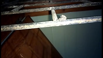 Besouros fudendo na loucura