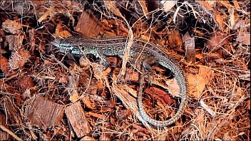 ð¡ðµñ€ð°ñ ññ‰ðµñ€ð¸ñ†ð° y24