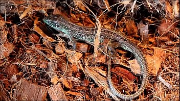 ð¡ðµñ€ð°ñ ññ‰ðµñ€ð¸ñ†ð° y24