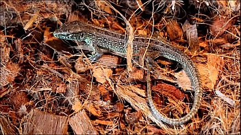 ð¡ðµñ€ð°ñ ññ‰ðµñ€ð¸ñ†ð° y24