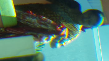 Yashoda show her hottest body