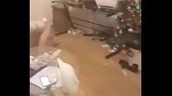 Lapine et le chasseur