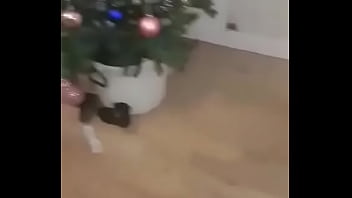 Lapine et le chasseur