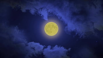 A wolf in sheep's pussy