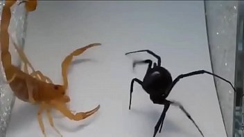 Aranha gaara vs escorpião lee amv