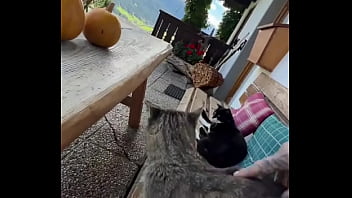 Running with lily lu filmz and the cat makes break time so sweet ️who’s your favorite running companion #runn Running with lily lu filmz and the cat makes break time so sweet ️who’s your favorite running companion #runn
