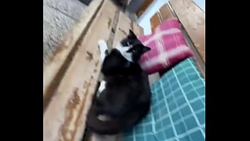 Running with lily lu filmz and the cat makes break time so sweet ️who’s your favorite running companion #runn