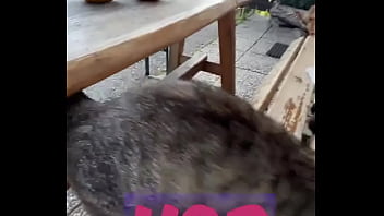 Running with lily lu filmz and the cat makes break time so sweet ️who’s your favorite running companion #runn Running with lily lu filmz and the cat makes break time so sweet ️who’s your favorite running companion #runn