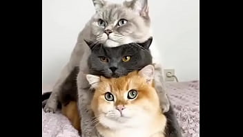 Hentai cats