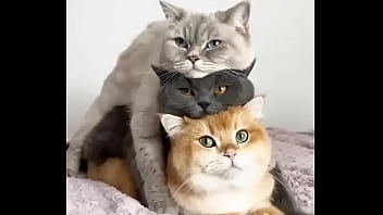Hentai cats