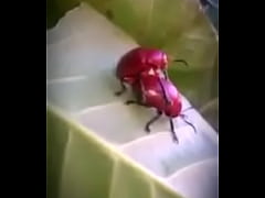 Play MP4 - Nature sex